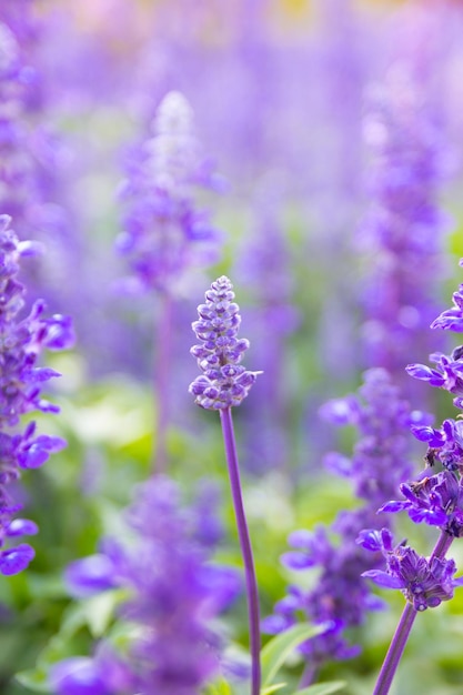 紫のラベンダーの花