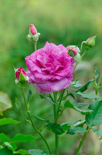 庭の紫色のラベンダーのバラの花ノバリスのバラが咲く