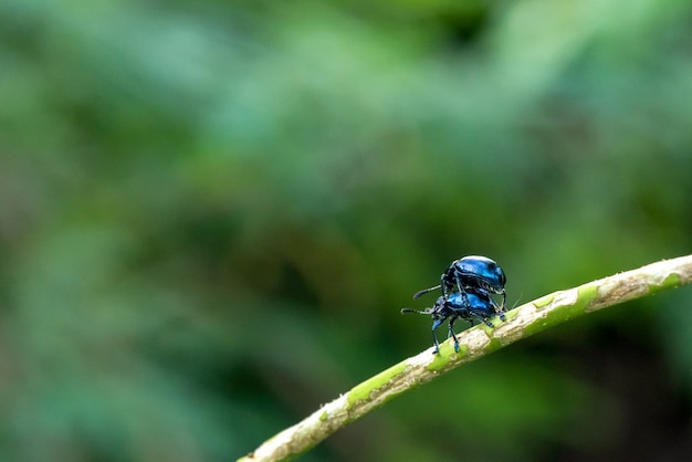 Purple leaf beetle in breeding