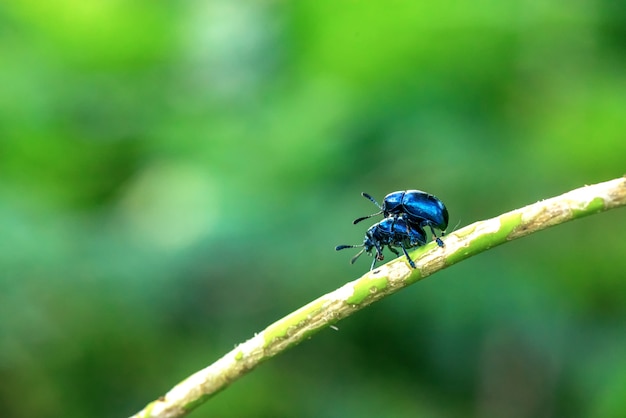 Purple leaf beetle in breeding