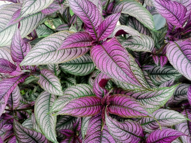 Purple leaf flowers that are pleasing to the eye