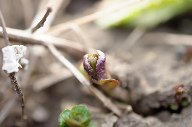 A purple leaf from a plant in the ground