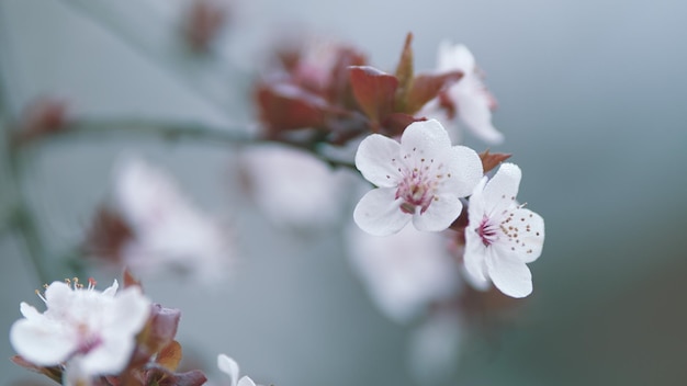 Purple leaf plum flower in sunlight sign of spring coming