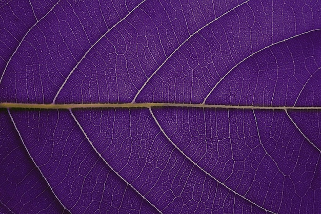 紫の葉のテクスチャの背景葉の細胞構造は自然に発生しますクローズアップ