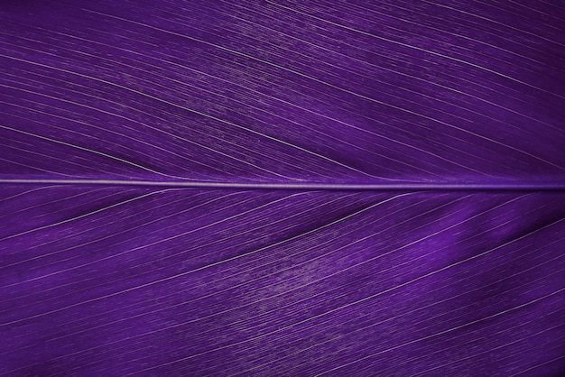 Purple leaf texture background leaf cell structure occurs\
naturally closeup