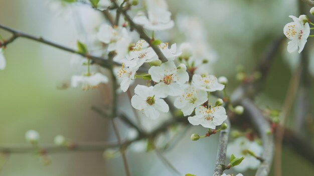 Purple leaf tree with light flowers purple leaf plum blossoms blooming flowering branch of plum tree