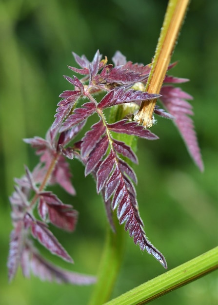 Purple leaves against a green background