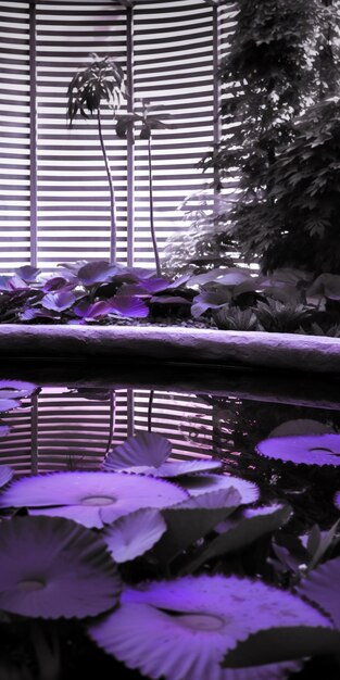 Purple leaves are floating in a pond of water with a window behind them generative ai