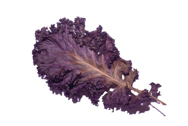 Photo purple leaves of kale on white background