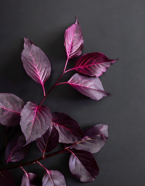 Purple leaves with a black background