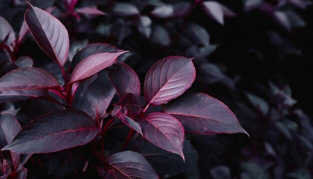 Purple leaves with a black background