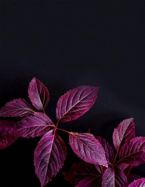 Фиолетовые листья на черном фоне