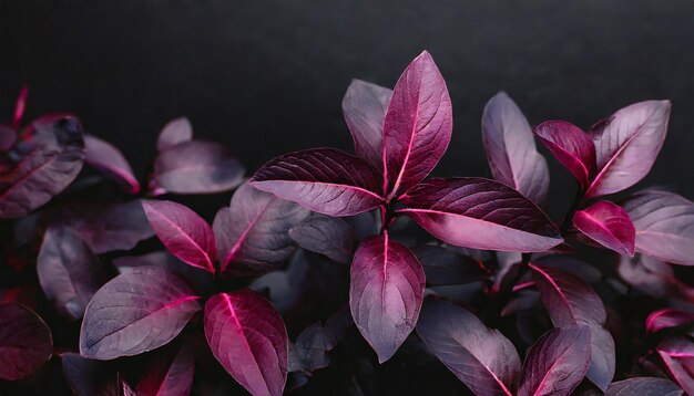 Purple leaves with a black background