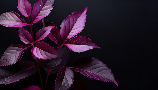 Purple leaves with a black background