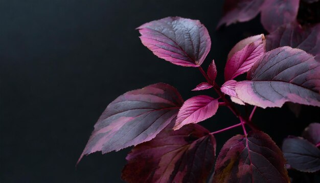 Purple leaves with a black background