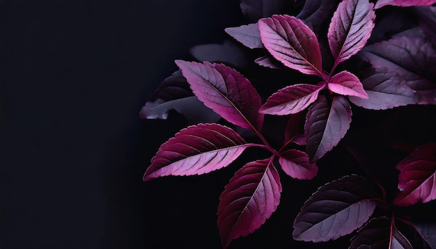 Purple leaves with a black background