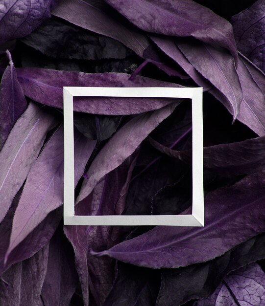 Purple leaves with white border