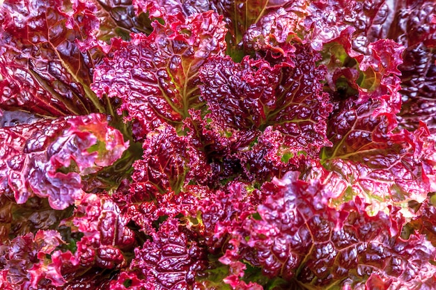 Purple Lettuce