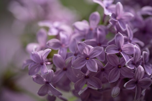 Purple lilac blooms in the park