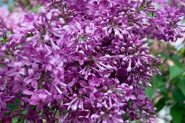 Fioriture lilla viola con macrofotografia di pino