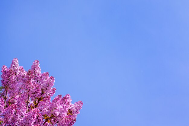 Purple lilac on the blue sky background. Copy space