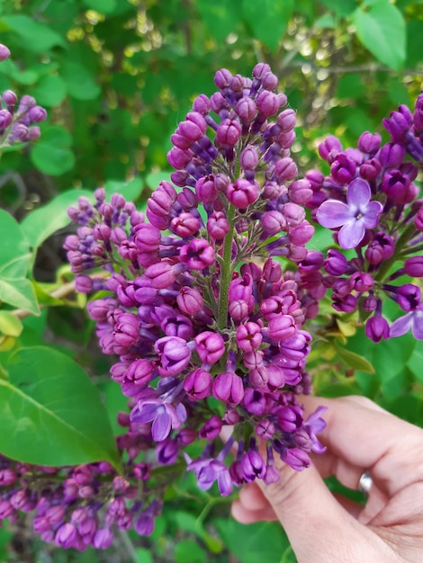 Foto filiale lilla viola nel giardino