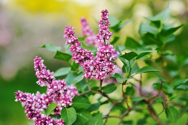 Purple lilac bush blooming