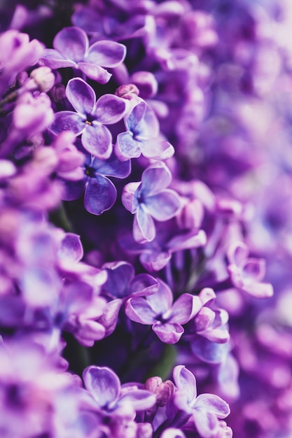 Purple lilac floral background, vertical frame