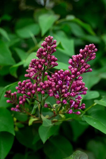 Photo purple lilac flower growing on branch