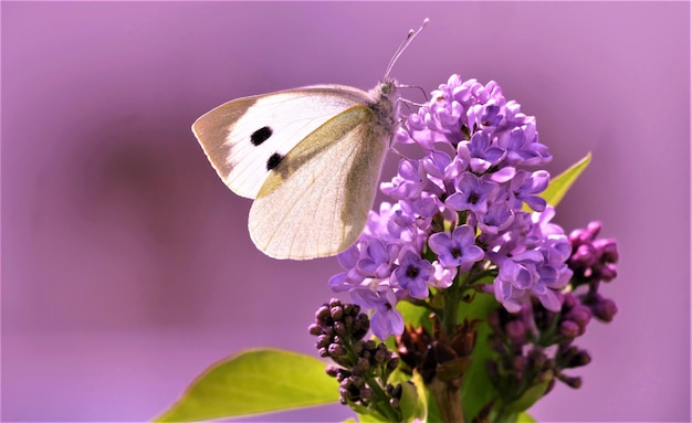 Фиолетовый цветок сирени и белая бабочка