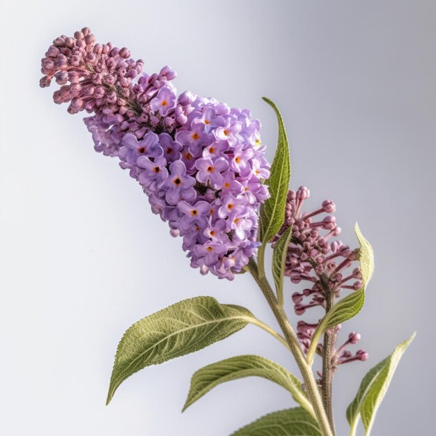 A purple lilac flower with yellow tips is in the corner.