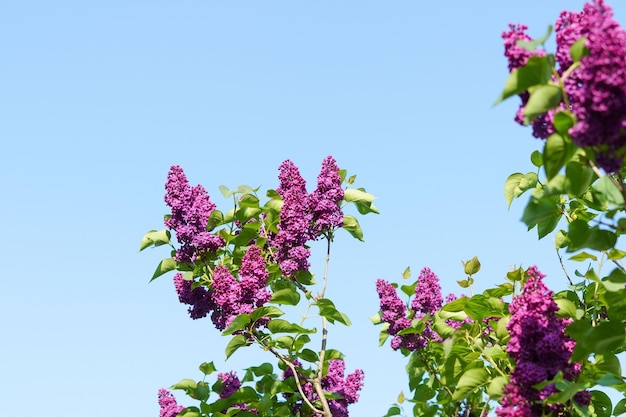 purple lilac flowers on the background of the blue sky Concert of spring flowering of plants and gardening Image for your design