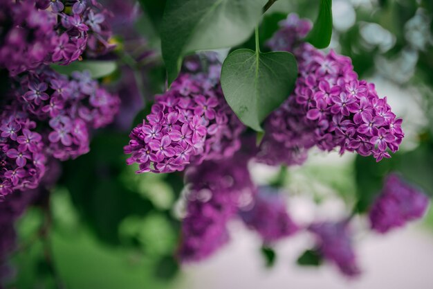 Purple lilac flowers blossoming in the springtime