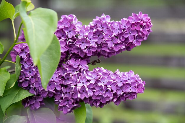 Purple lilac flowers branch on a green background, natural spring background, soft selective focus