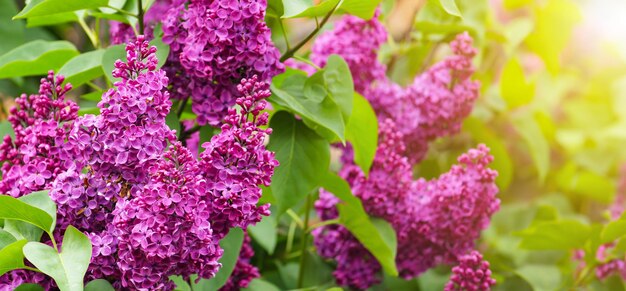 Purple lilac flowers on the bush beautiful syringa flowers selective focus