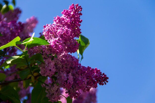 Purple lilac flowers on a bush