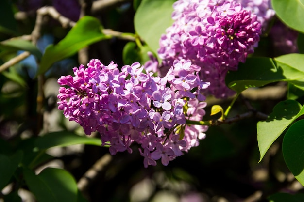 Purple lilac flowers on a bush