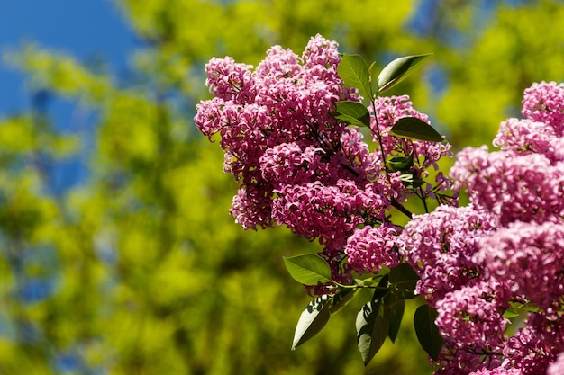 Purple lilac flowers on a bush