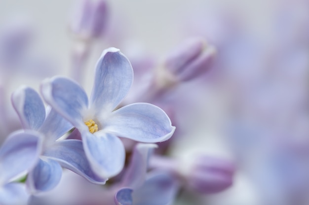 Purple lilac flowers closeup Flower background