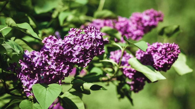 Purple lilac flowers in the garden