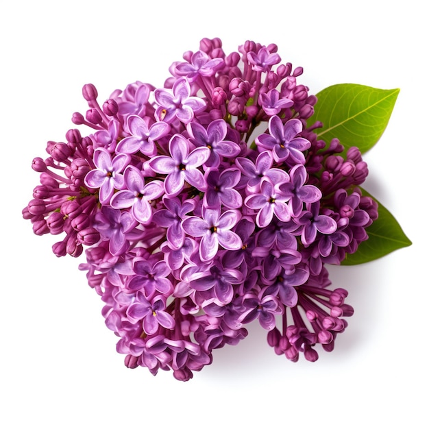Purple lilac flowers isolated on white background Flat lay top view