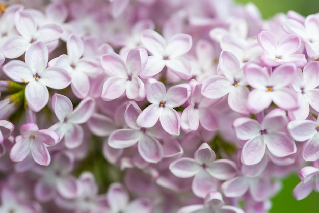 Фиолетовые сиреневые цветы макро фон