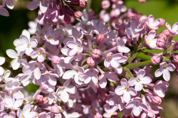 春の紫のライラックの花