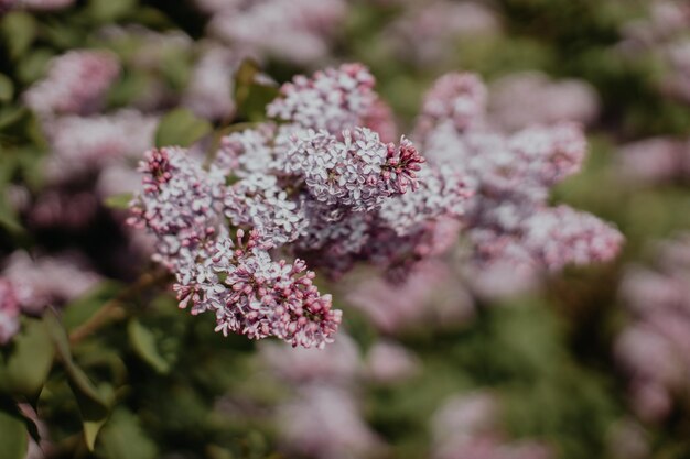 Purple lilac in green leaf background