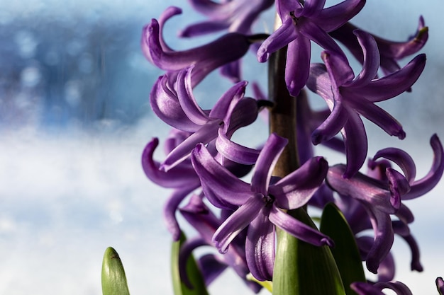 Purple lilac hyacinth flower close up with bokeh