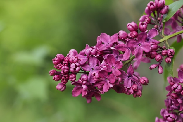 Purple lilac macro brunch background Lilac Blossom