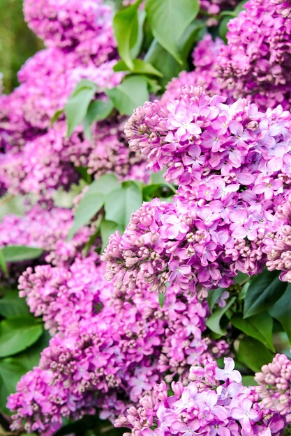 Purple lilacs are blooming Lilac flowers on a tree Lilac lilac Lilac buds