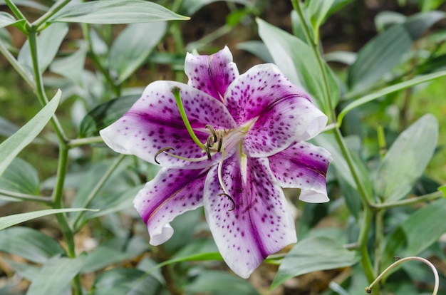 Purple  lilies with green leaves in garden