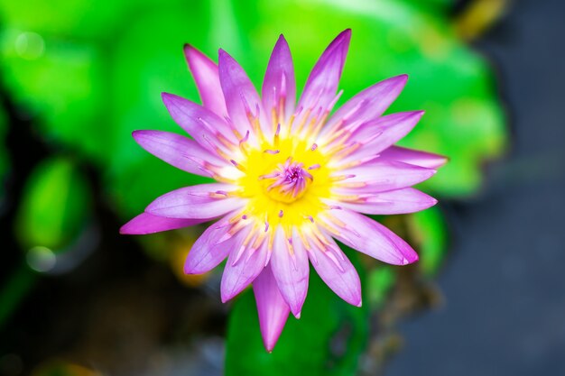 非常に新鮮な盆地の紫色のユリの水または蓮の花