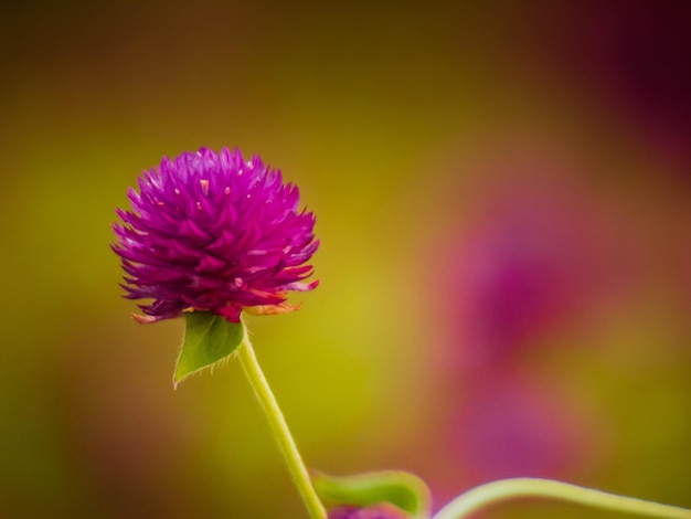 purple little flower